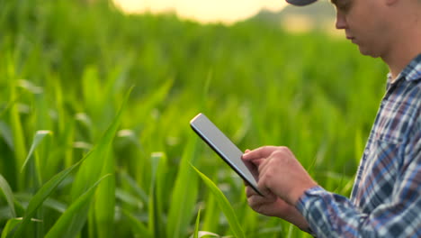 Farmer-using-digital-tablet-computer-cultivated-corn-plantation-in-background.-Modern-technology-application-in-agricultural-growing-activity-concept